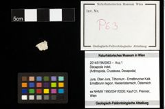 Foto (Objekt + Etiketten) von Decapoda indet. 